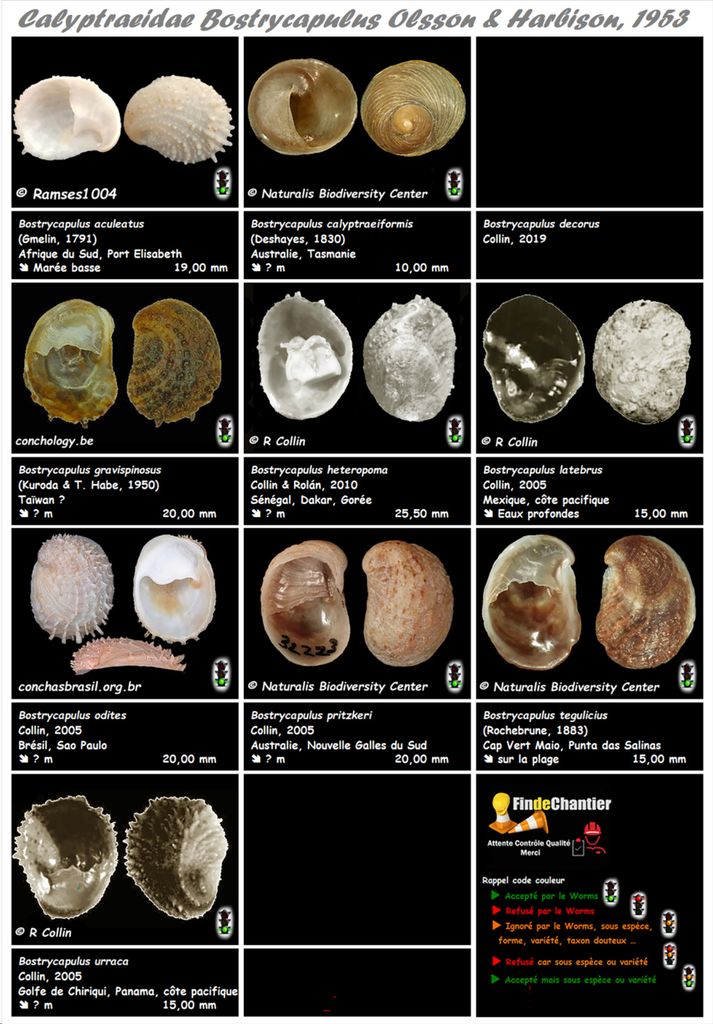 Calyptraeidae Bostrycapulus - Le genre, ses espèces, la planche Bostry10