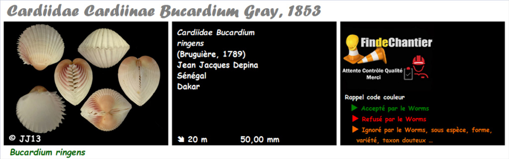 Cardiidae Cardiinae Bucardium - Le genre, l'espèce, la planche Bucard10