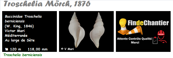 Buccinidae Troschelia - Le genre,  l'espèce, la planche Buccin28
