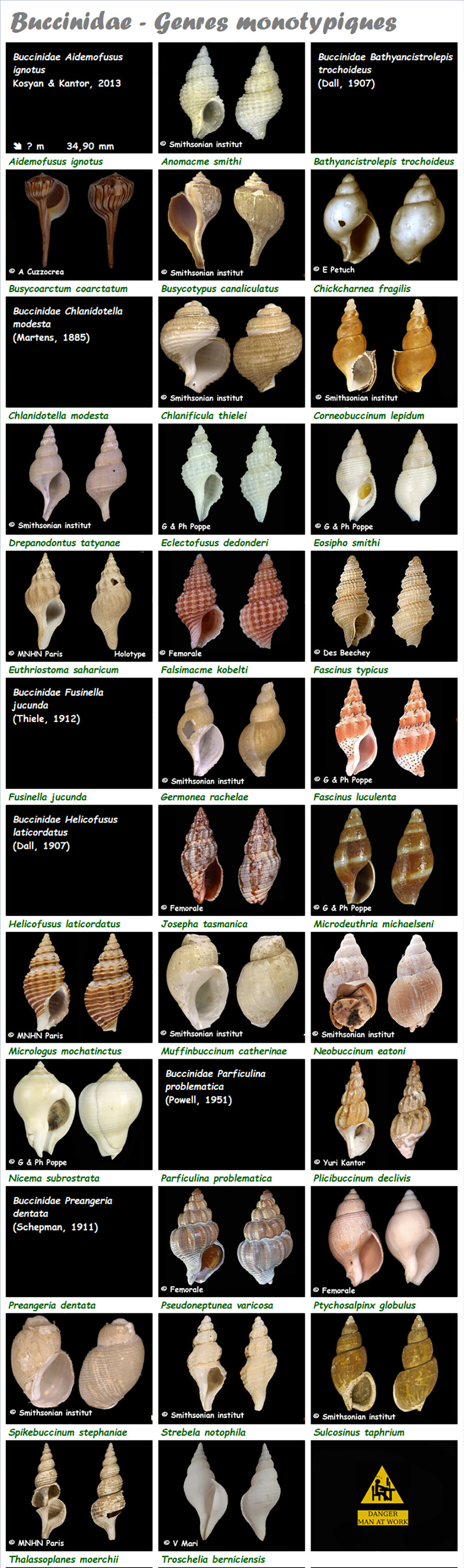Buccinidae  - Les genres monotypiques, l'espèce, la planche Buccin29