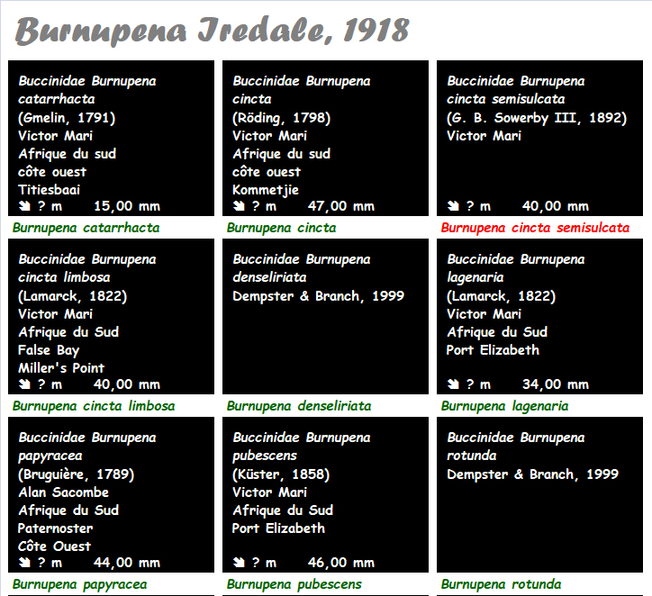 Buccinidae Burnupena - Le genre, ses espèces, la planche Burnup11