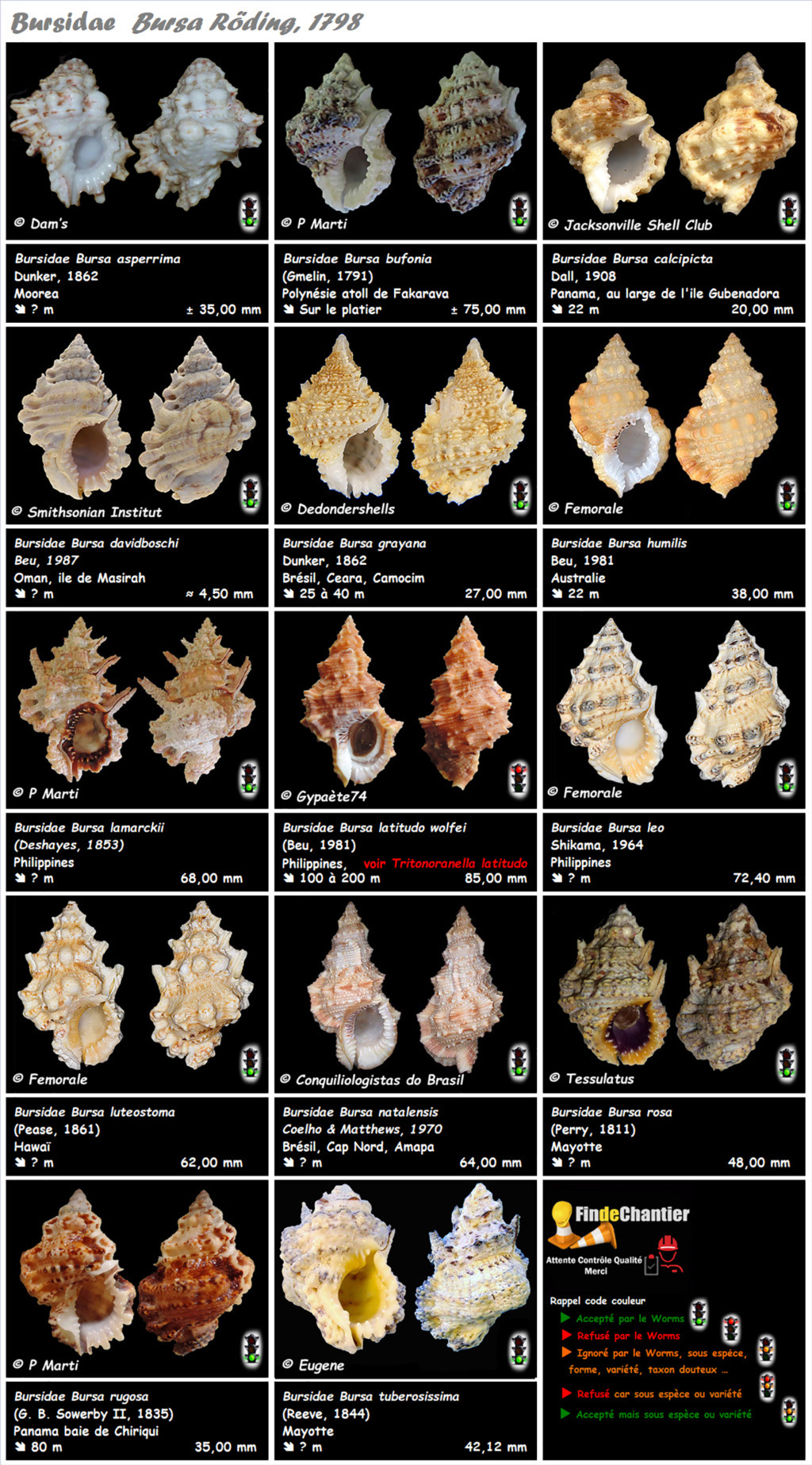  Bursidae Bursa - Le genre, ses espèces, la planche Bursa_10