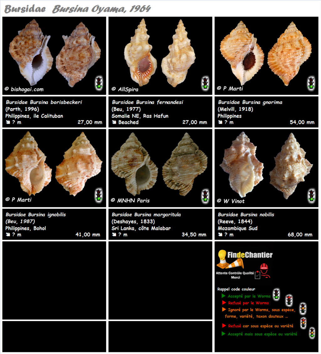 Bursidae Bursina - Le genre, ses espèces, la planche Bursin11