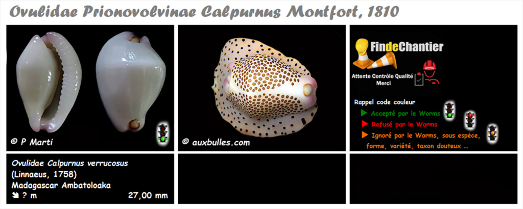 Prionovolvinae Calpurnus - Le genre, ses espèces, la planche Calpur11