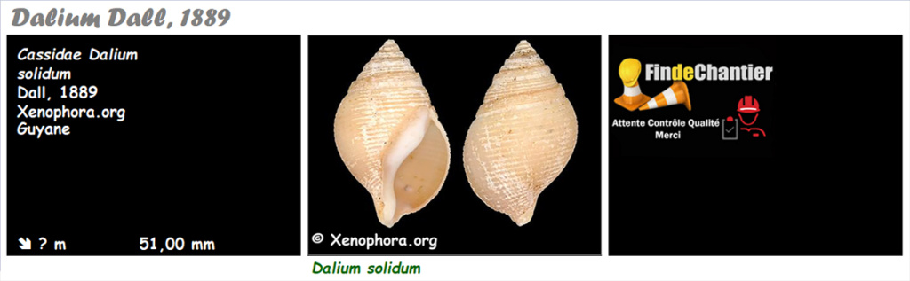 Cassidae Cassinae Dalium  - Le genre, l'espèce, la planche Cassid23