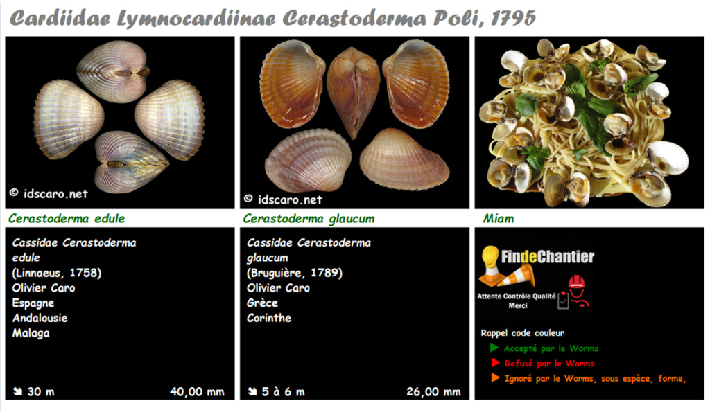 Cardiidae Lymnocardiinae Cerastoderma - Le genre, ses espèces, la planche Cerast11