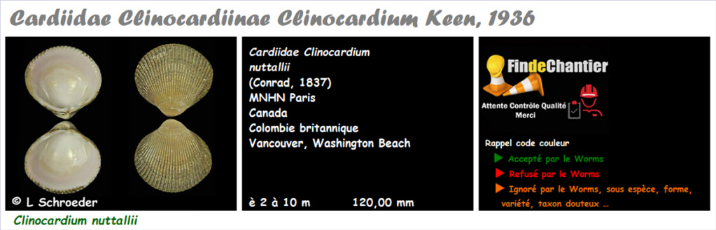 Cardiidae Clinocardiinae Clinocardium - Le genre, ses espèces, la planche Clinoc11