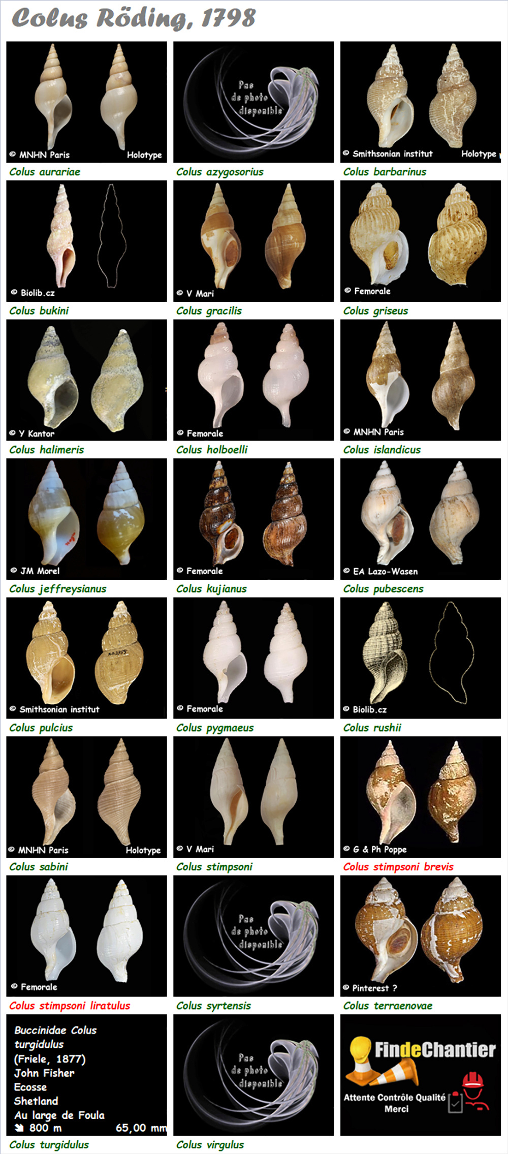 Buccinidae Colus - Le genre, ses espèces, la planche Colus_10