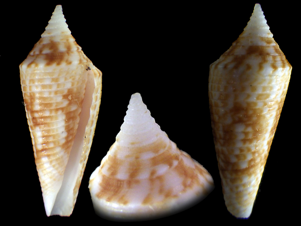 Conasprella (Fusiconus) dictator (Melvill, 1898) Conasp12