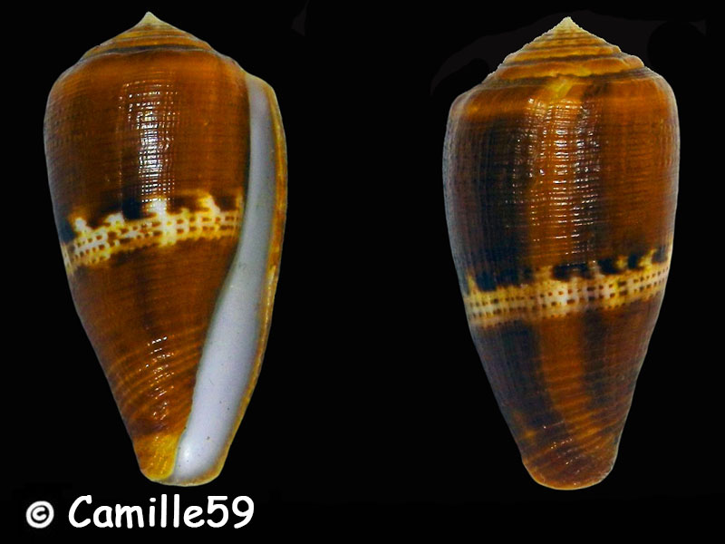 Conidae Conus (Rubroconus) coccineus   Gmelin, 1791 Conus101