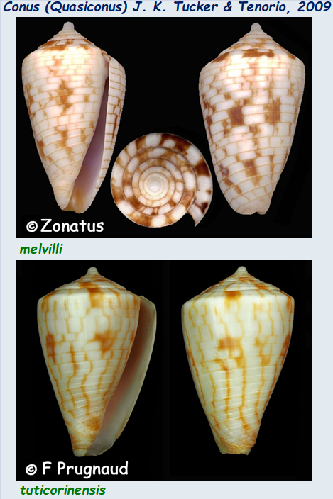 Conidae Conus (Quasiconus) - Le genre, ses espèces, la planche Conus103