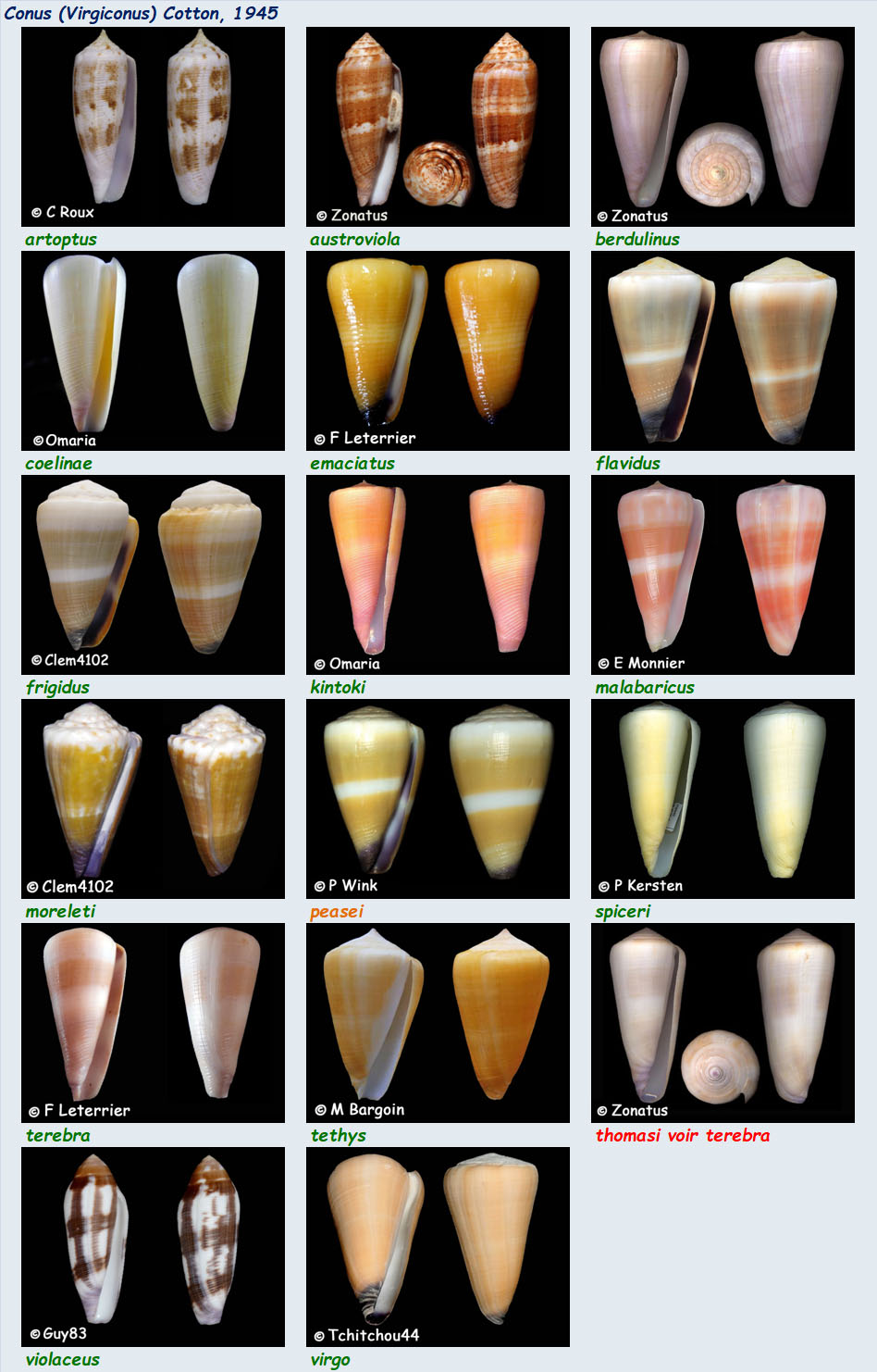 Conidae Conus (Virgiconus) - Le genre, ses espèces, la planche MAJ2019/02/15 Conus106