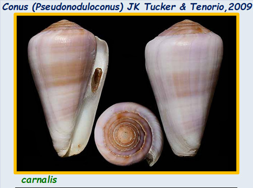 Conidae Conus (Pseudonoduloconus) - Le genre, l'espèce, la planche Conus109
