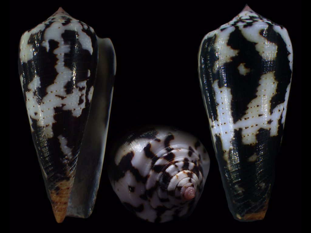 Conus (Pionoconus) epistomium Reeve, 1844 Conus117