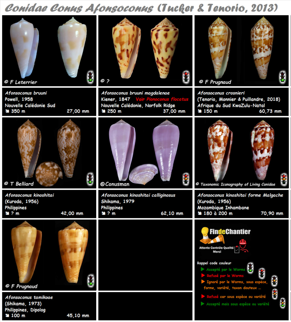   Conidae Conus (Afonsoconus) - Le genre, ses espèces, la planche 02/02 Conus127