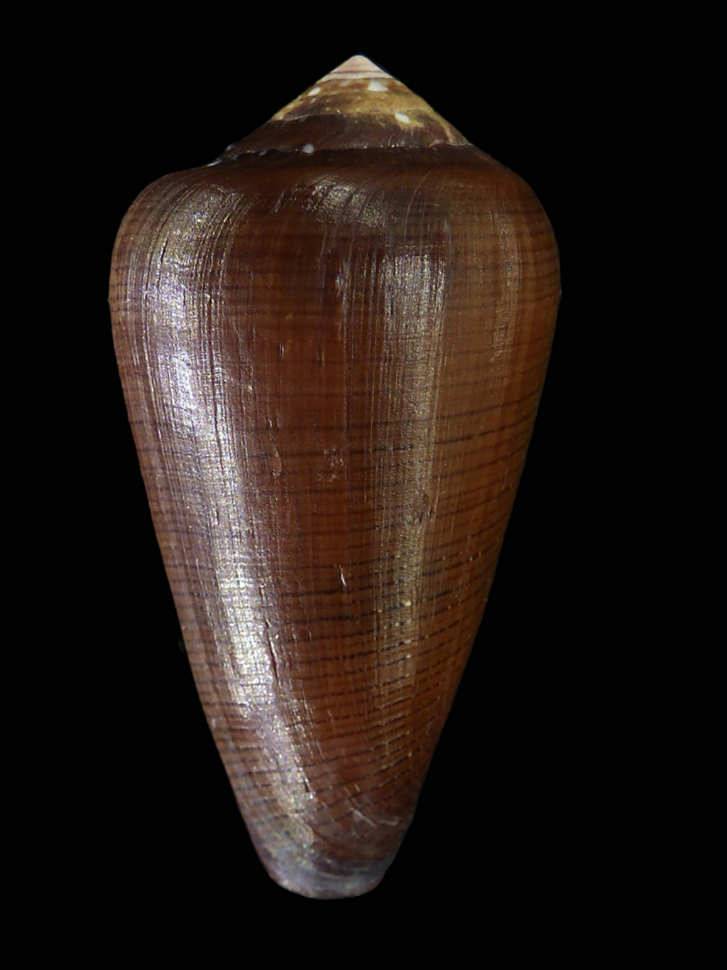 Conus (Darioconus) vezoi  (Korn, W., H.-J. Niederhöfer & M. Blöcher, 2000) Conus138