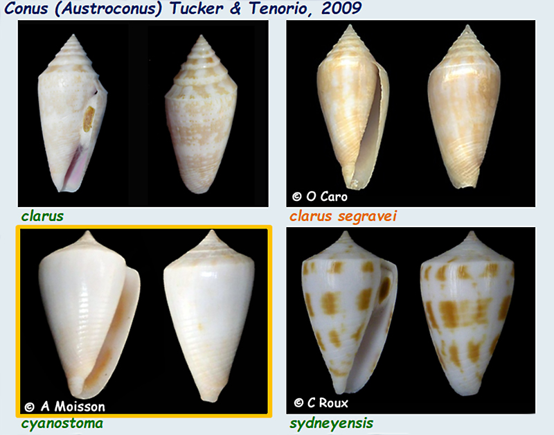 Conidae Conus (Austroconus) - Le genre, ses espèces, la planche Conus_15