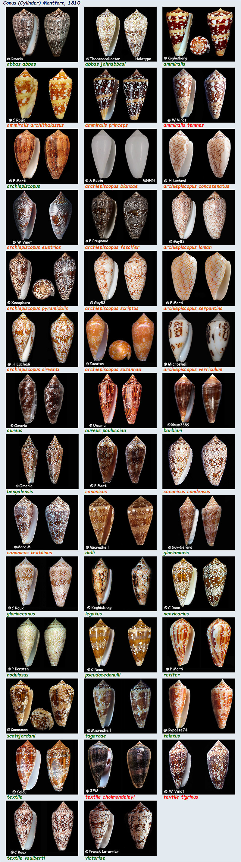  Conidae Conus (Cylinder) - Le genre, ses espèces, la planche  Conus_19