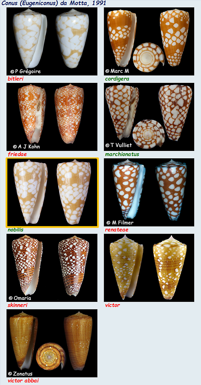   Conidae Conus (Eugeniconus) - Le genre, ses espèces, la planche  Conus_43