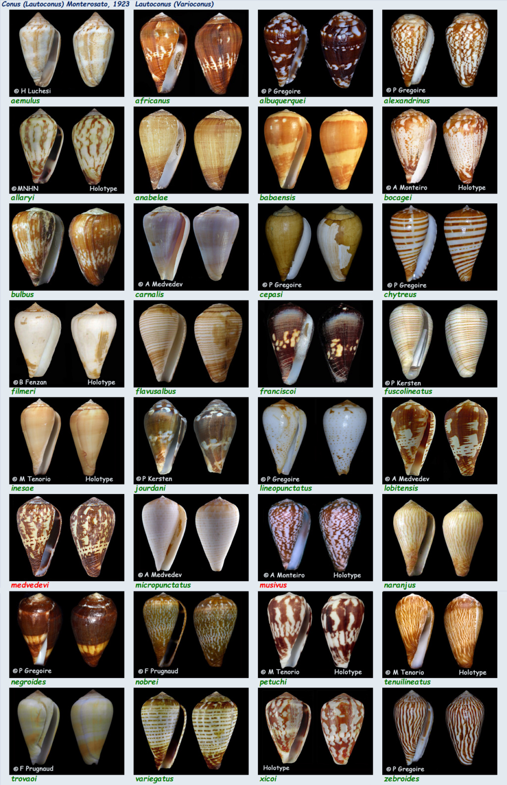 Conidae Conus (Lautoconus) - Le genre, ses espèces, la planche  Conus_61