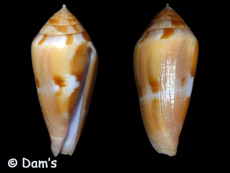 Conus (Leporiconus) luteus  GB Sowerby I, 1833 Conus_63