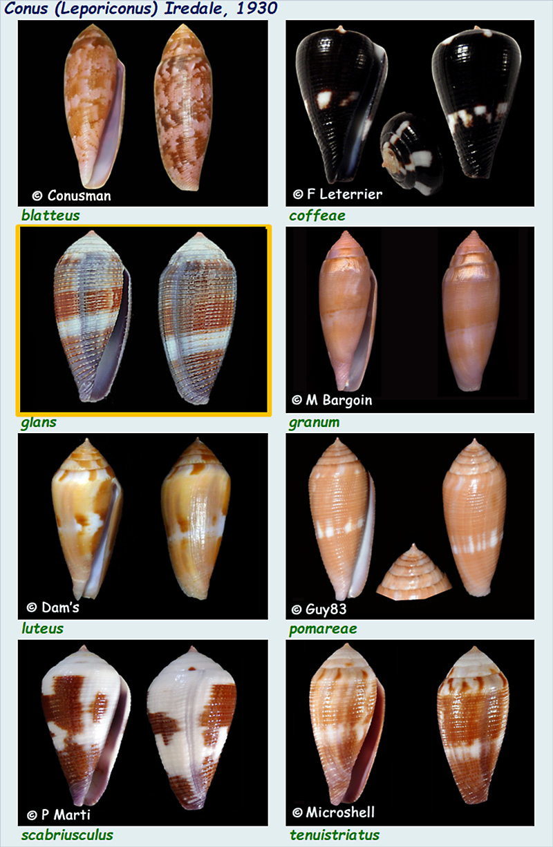    Conidae Conus (Leporiconus)  - Le genre, ses espèces, la planche Conus_69