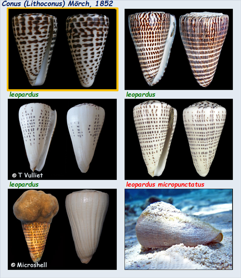 Conidae Conus (Lithoconus)  - Le genre, ses espèces, la planche  Conus_70