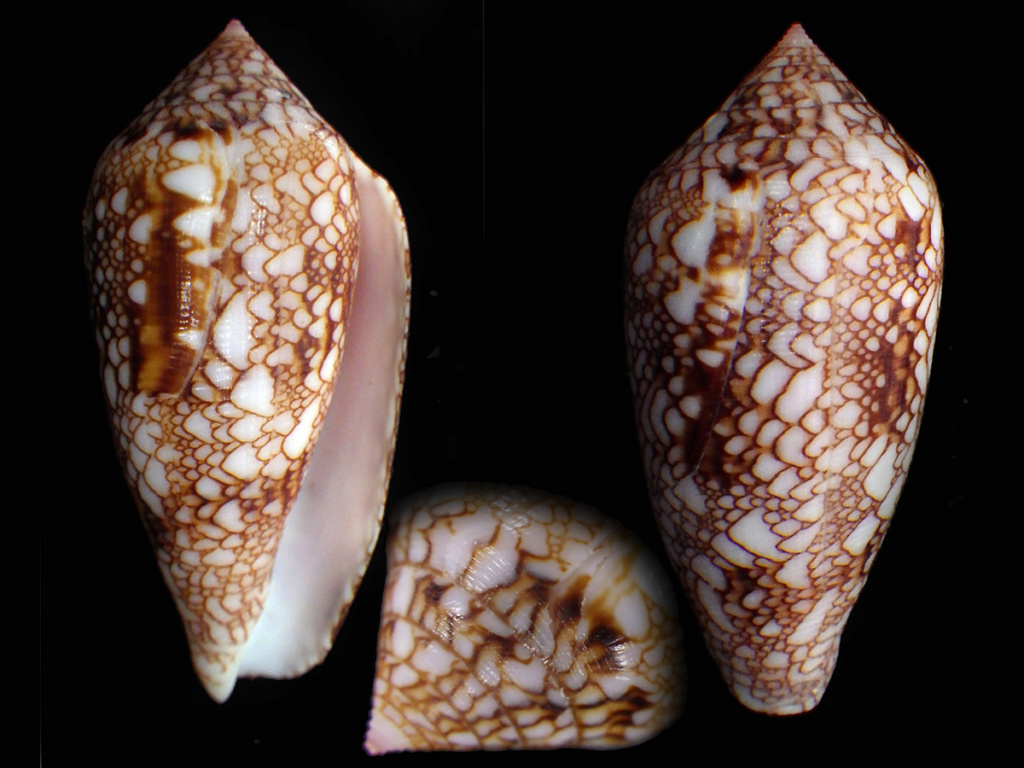 Conus_canonicus_condensus Conus_80