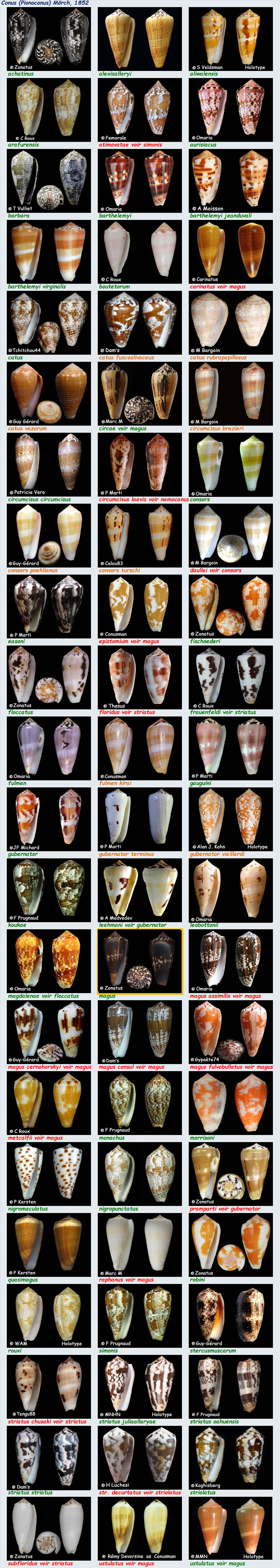  Conidae Conus (Pionoconus) - Le genre, ses espèces, la planche - MAJ 2019/01/25 Conus_88