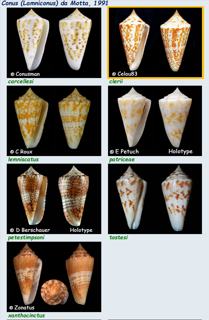 Conidae Conus (Lamniconus) - Le genre, les espèces, la planche Conus_95