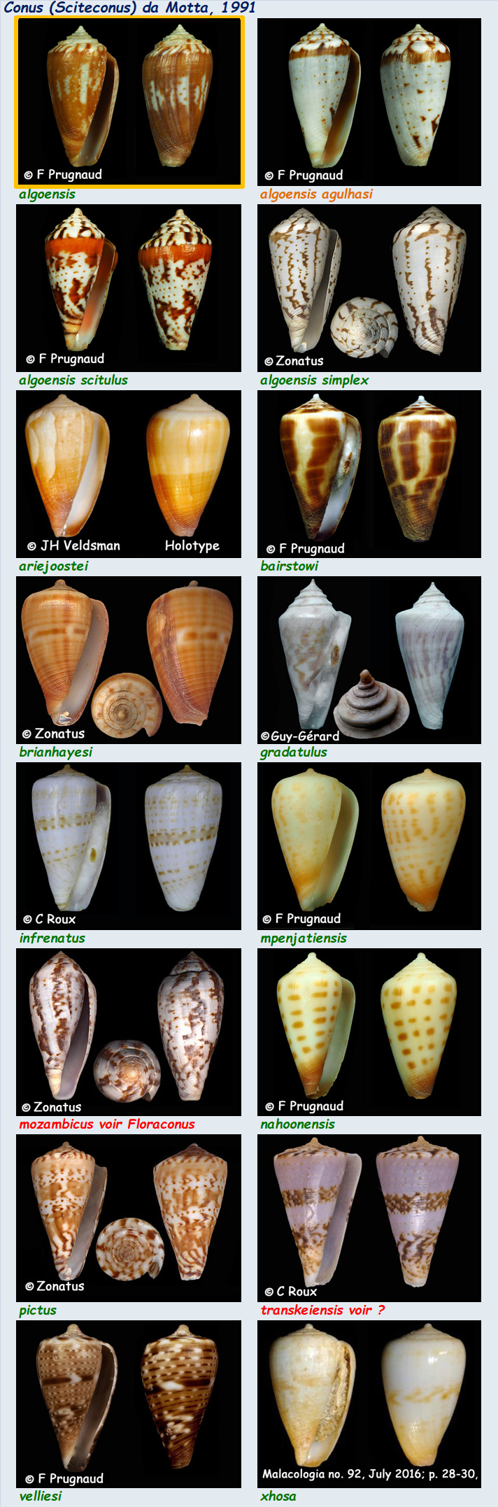   Conidae Conus (Sciteconus) - Le genre, ses espèces, la planche MAJ2019/02/09 Conus_97