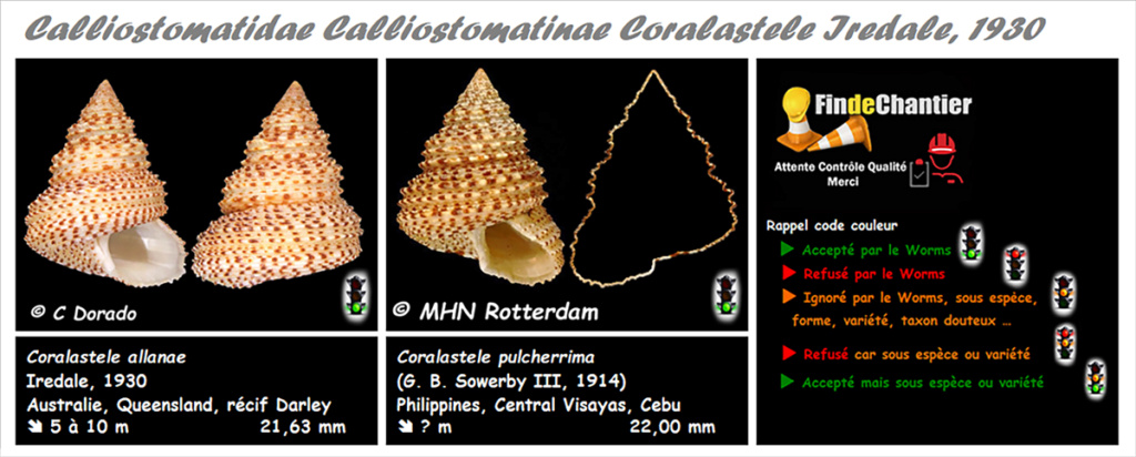 Calliostomatinae Coralastele - Le genre, ses espèces, la planche Corala10