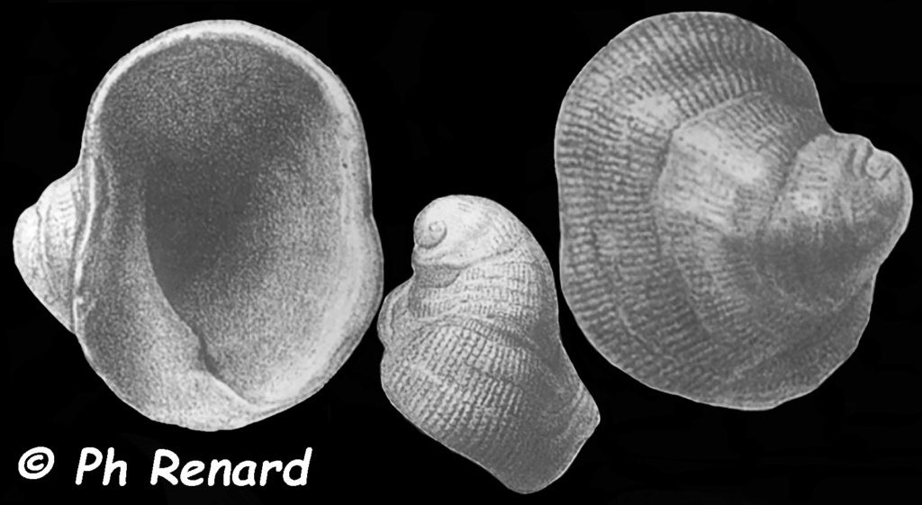 Muricidae Coralliophilinae Galeropsis  - Le genre, ses espèces, la planche Corall11