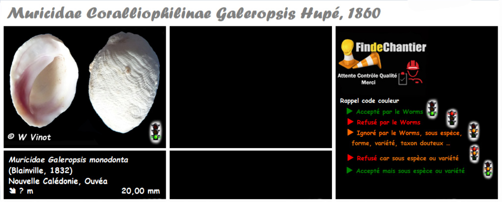 Muricidae Coralliophilinae Galeropsis  - Le genre, ses espèces, la planche Corall12