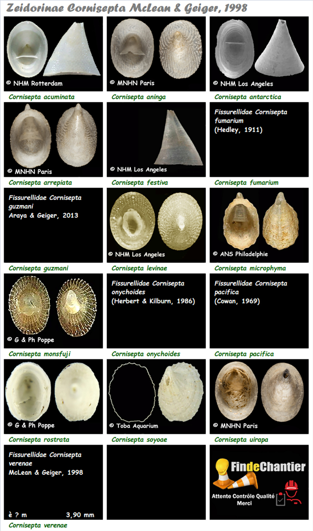 Zeidorinae Cornisepta - Le genre, ses espèces, la planche Cornis10