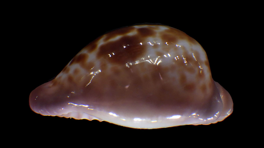 Cypraeovula coronata debruini Lorenz, 2002 Corona10