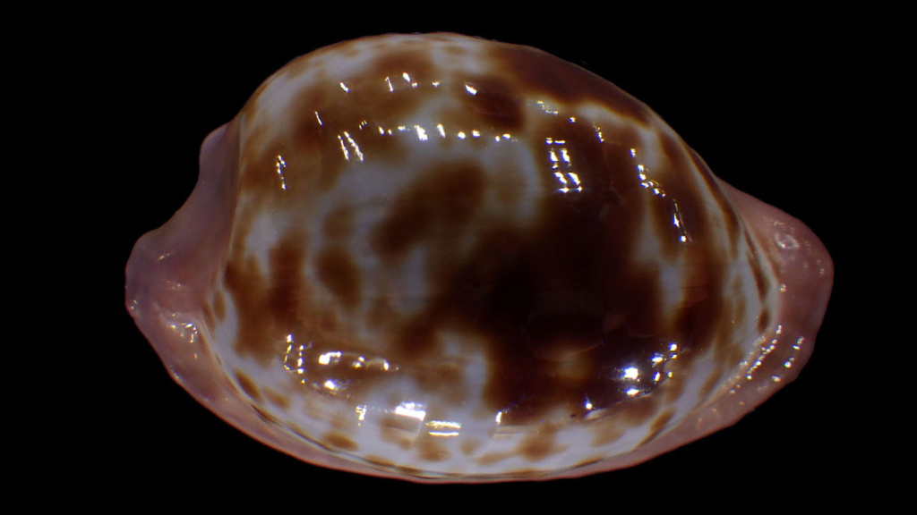 Cypraeovula coronata debruini Lorenz, 2002 Corona12