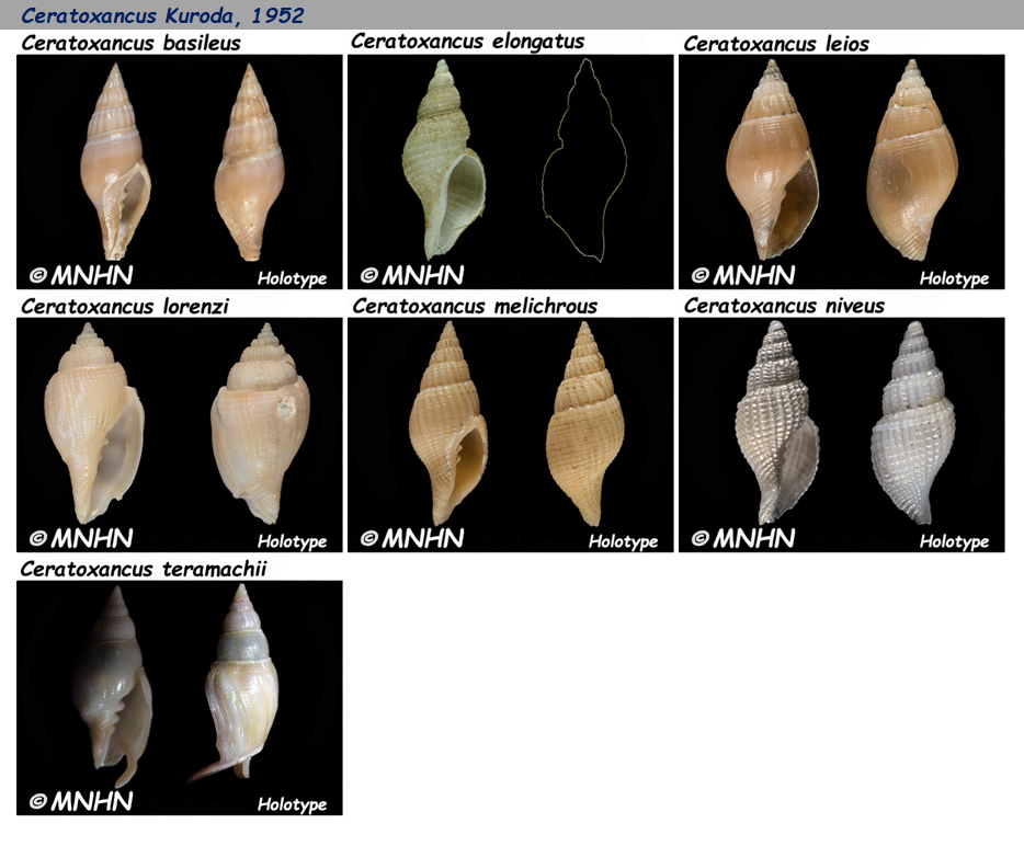  Costellariidae Ceratoxancus - Le genre, les espèces, la planche Costel30