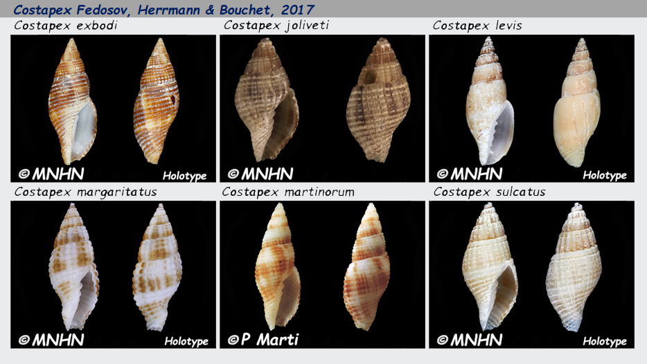 Costellariidae Costapex - Le genre, les espèces, la planche Costel32