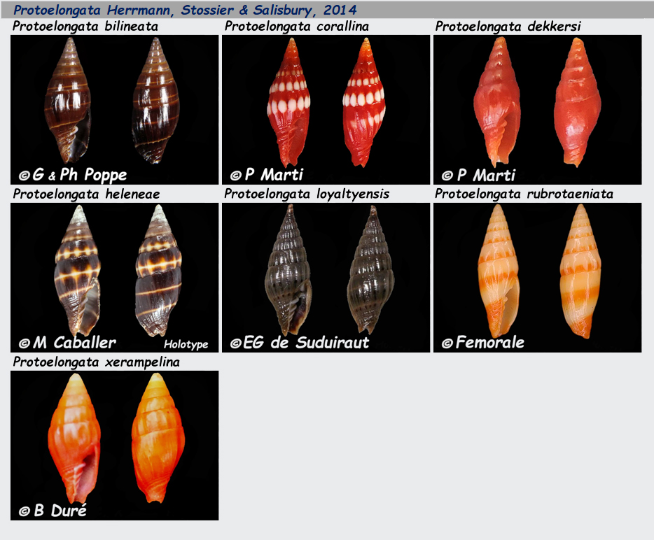 Costellariidae Protoelongata - Le genre, les espèces, la planche Costel36