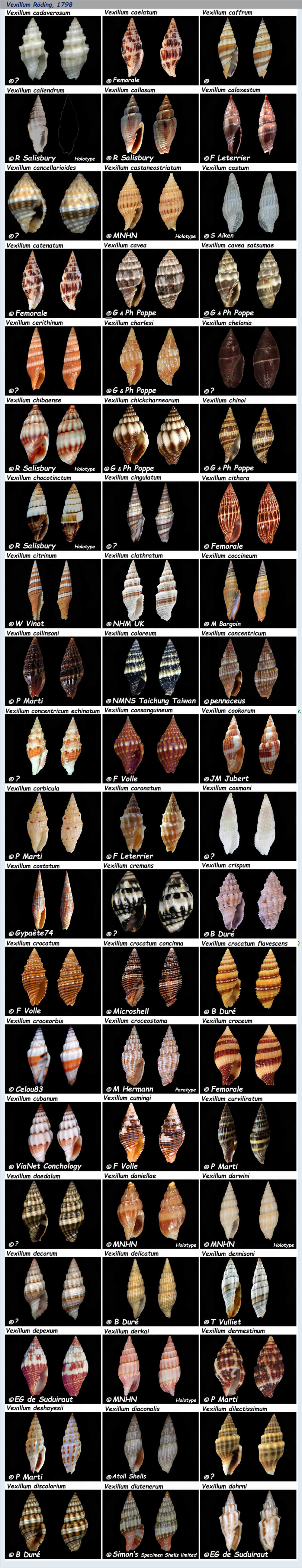Costellariidae Vexillum C & D - Le genre, les espèces, la planche N° 2 Costel38