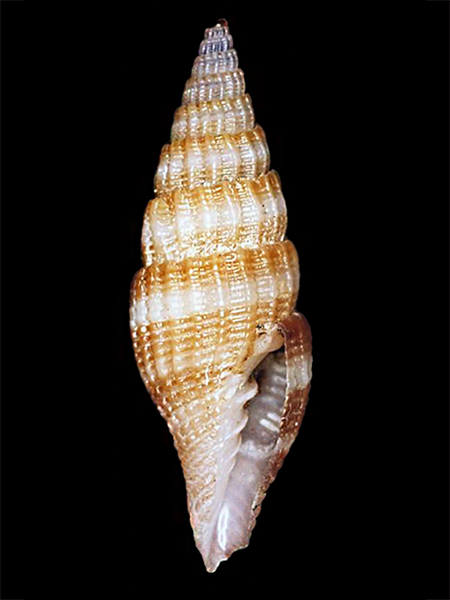 Vexillum leyteensis Poppe, Tagaro & R. Salisbury, 2009 Costel43