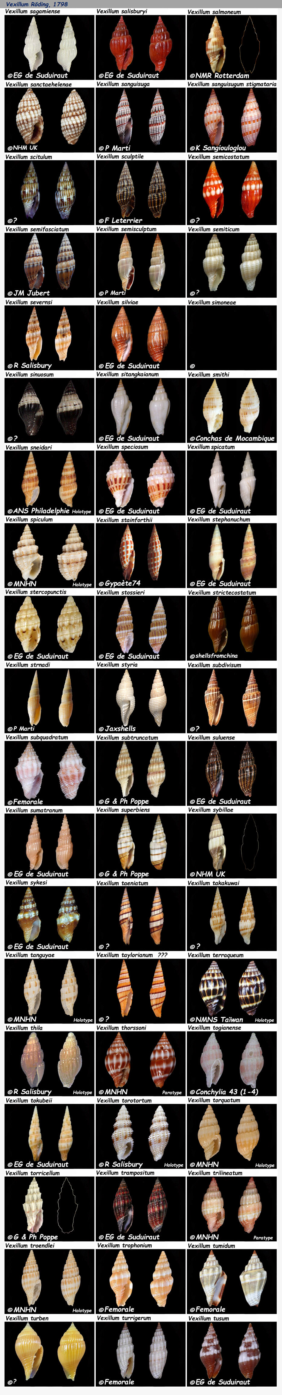 Costellariidae Vexillum S & T - Le genre, les espèces, la planche N° 6 Costel45