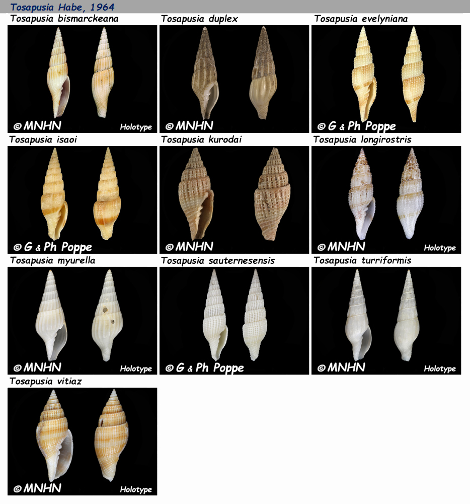 Costellariidae Tosapusia - Le genre, les espèces, la planche Costel56