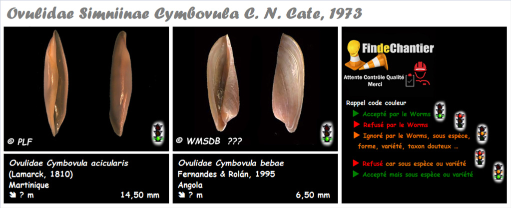 Simniinae Cymbovula - Le genre, ses espèces, la planche Cymbov10