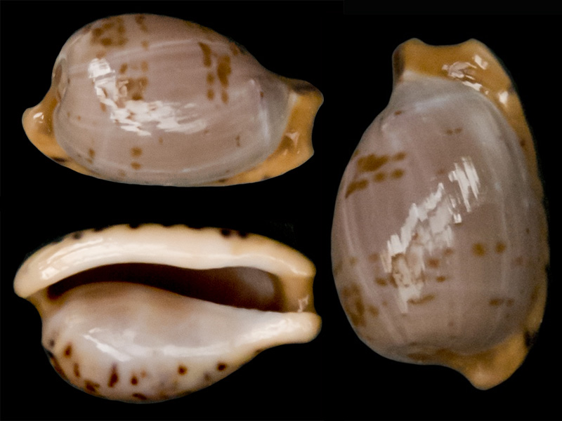 Cypraeovula edentula f. astonensis Lorenz & Hubert, 1993 Cyprae24