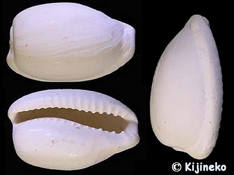 Cypraeovula algoensis namibiensis Massier, 2006 Cyprae46