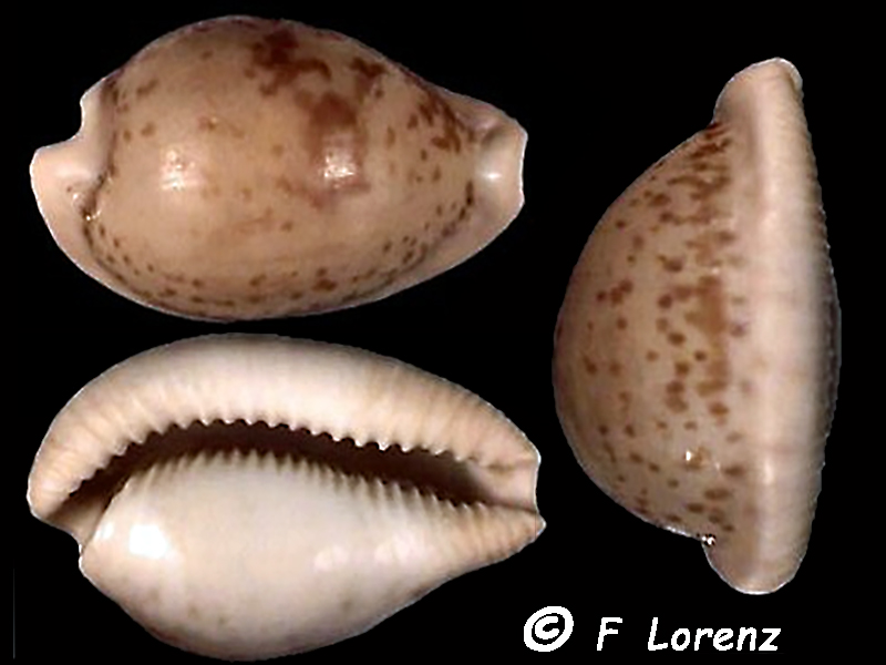 Cypraeovula colligata Lorenz, 2002 - taxon inquirendum Cyprae48