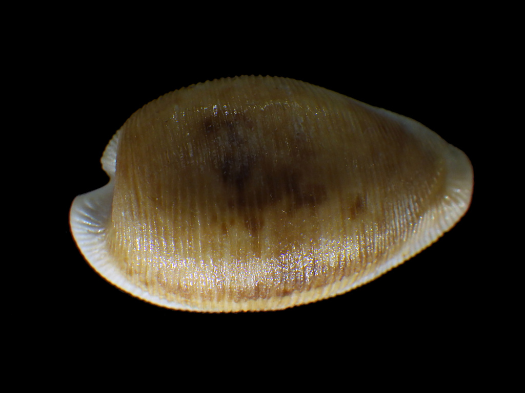 Cypraeovula capensis guluensis ? Cyprae65