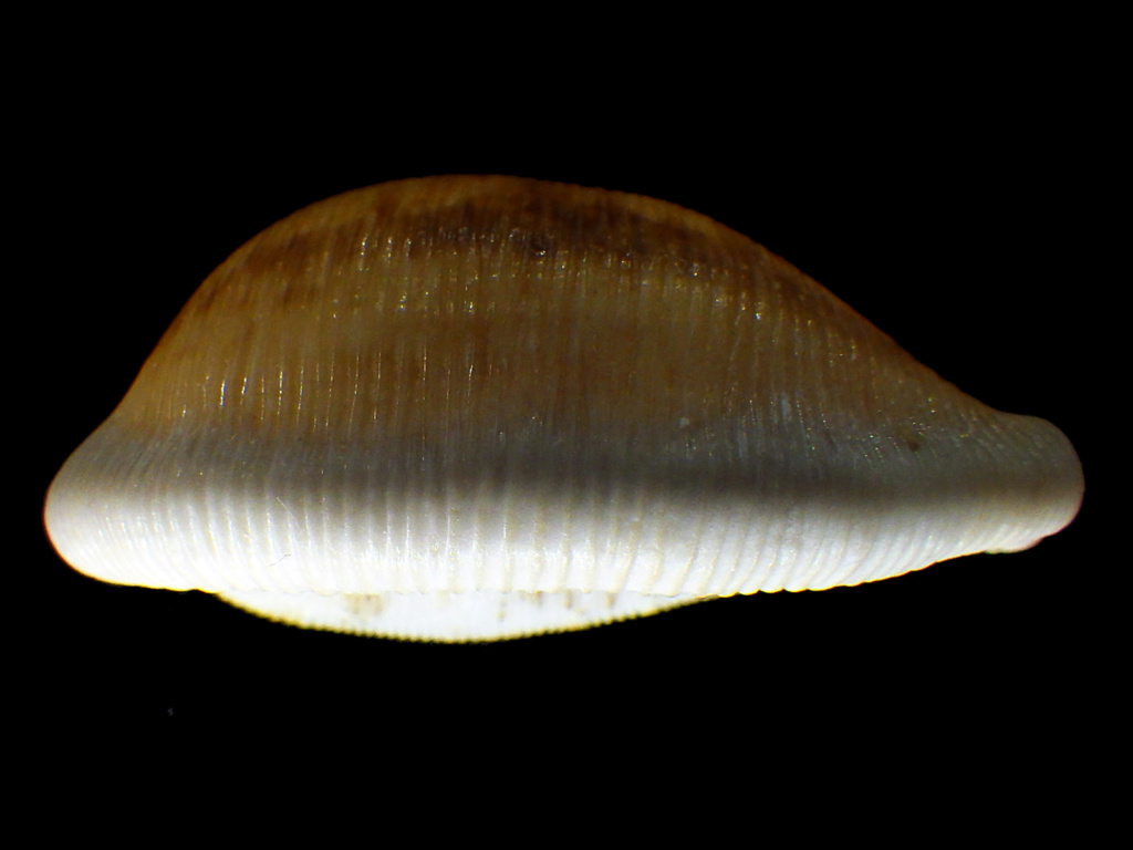 Cypraeovula capensis guluensis ? Cyprae66